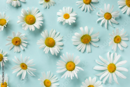 Summer pattern with chamomile flowers. White daisy flowers  on light blue background. Top view  flat lay  close-up.
