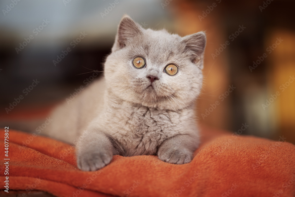 Britisch Kurzhaar Katze Kitten hübsch und verschmust