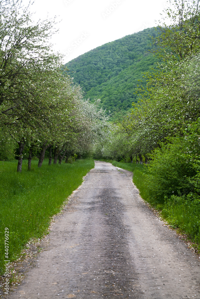A country road leading into the distance, between the trees of a blossoming apple tree. Travel concept, freedom of movement. 