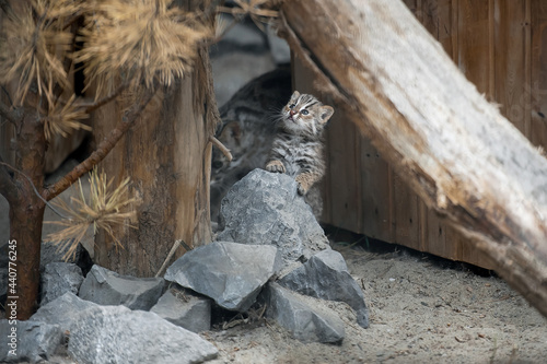 Amur Forest Cat (Prionailurus Felis Bengalensis Euptilura), the Far Eastern Forest Cat is a northern subspecies of the Leopard Bengal Cat. Small tiger mammal. First steps of a cute tiny kitten photo