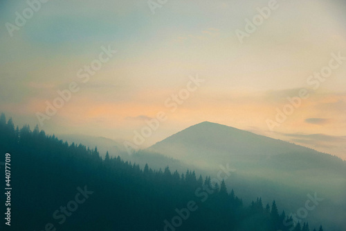 Silhouettes of spruce forest and mountains against the background of a pastel pink dawn sky