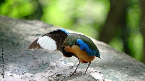 Blue-winged Pitta, A colourful bird, black head, white collar, blue wings