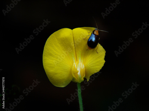 an insect eating yellow flowers in dark background photo