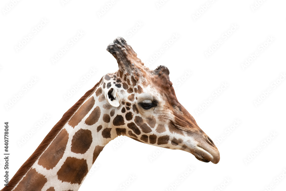 Close-up photo of giraffe face isolated on white background Close-up photo of giraffe face isolated on white background