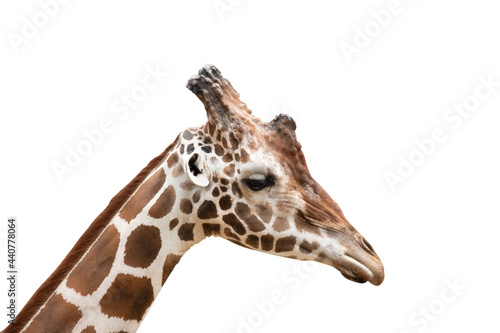 Close-up photo of giraffe face isolated on white background © J.NATAYO