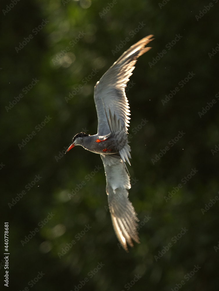 Obraz premium White-cheeked Tern fishing at Tubli bay, Bahrain