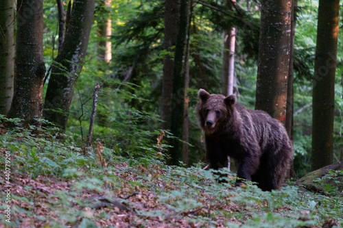 Brown bear in the woods of Slovenia
