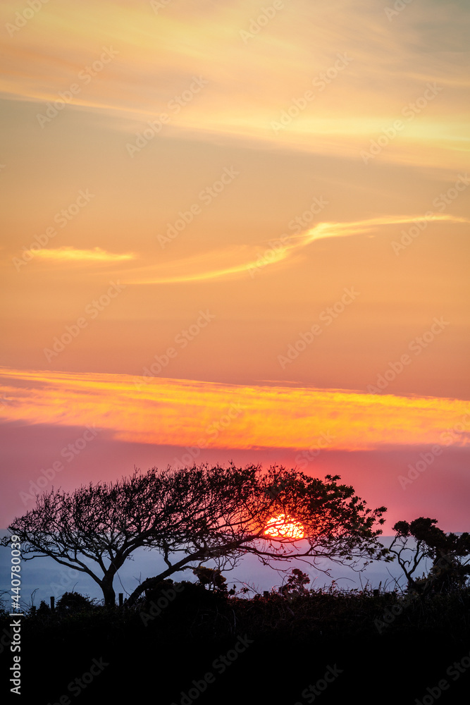 Red sun, setting behind a tree in Corfe, Dorset