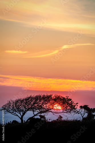 Red sun, setting behind a tree in Corfe, Dorset