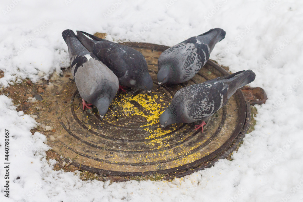 Fototapeta premium Hungry birds pigeons peck grain millet in winter on a warm hatch without snow, people help wild birds