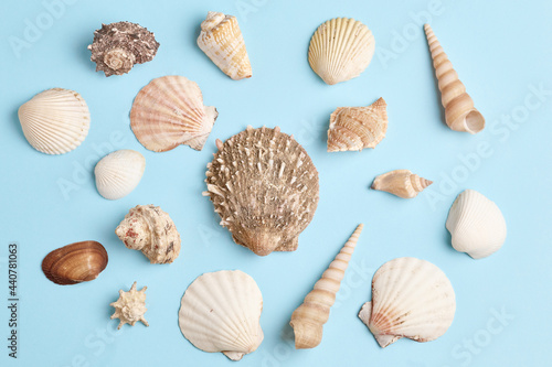 beautiful summer pattern of various seashells on a blue background. flat lay, top view