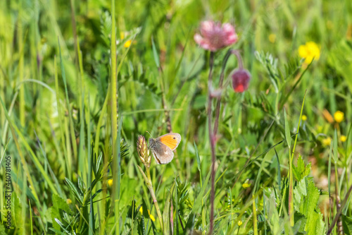 Small heath butterfly on flower