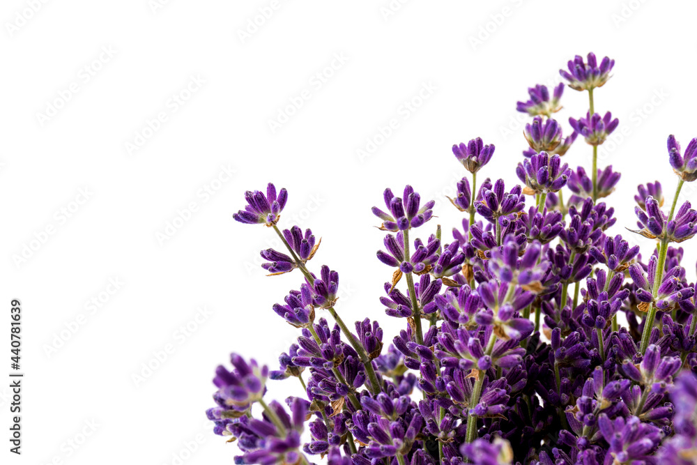 Fototapeta premium Lavender flowers isolated on white background. Close up. Space for text