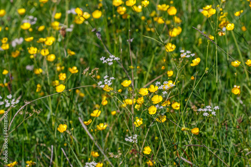 Buttercups flowers on a summer meadow