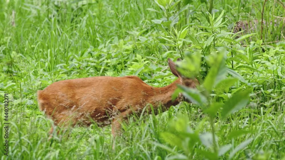 European roe deer (Capreolus capreolus) grazing on plants in a forest meadow European roe deer (Capreolus capreolus) grazing on plants in a forest meadow