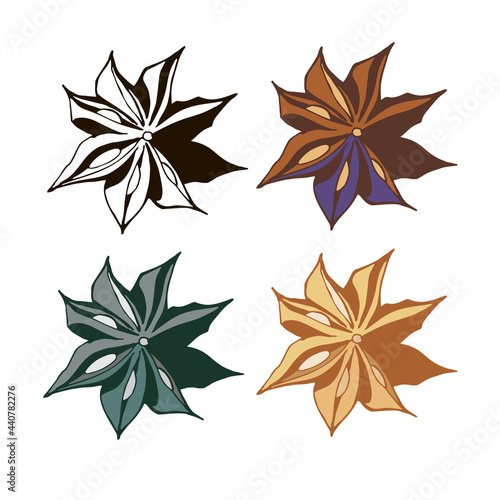 isolated element spice star star anise color vector