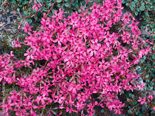 Pink Flowers in Spring photo
