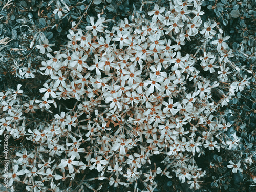 Small White Flowers in Spring photo