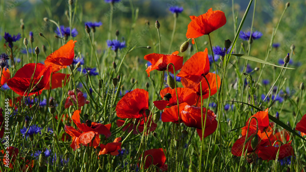 Obraz premium The red poppy