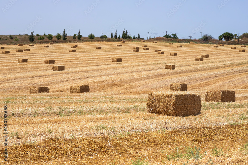 Fototapeta premium Haystacks on a mown field with trees and hills on the horizon. Harvest