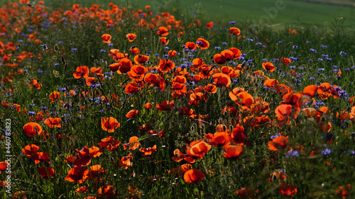 The red poppy