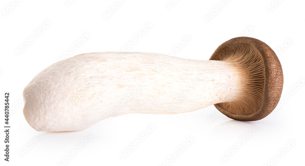 Eryngii mushroom isolated on white background. Eryngii mushroom isolated on white background.