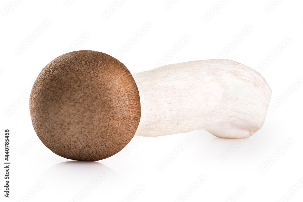 Eryngii mushroom isolated on white background. Eryngii mushroom isolated on white background.