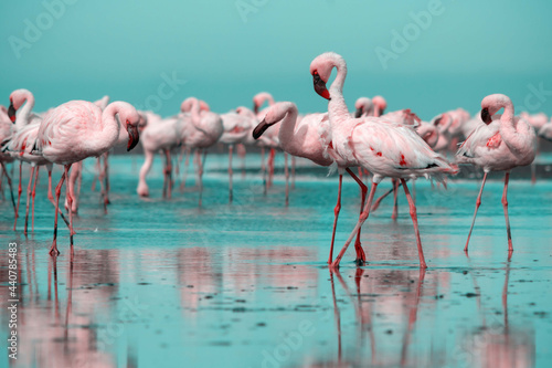 Wild african birds. Group birds of pink flamingos walking around the blue lagoon on a sunny day