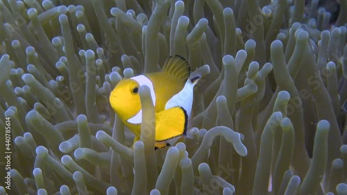 
Ocellaris Clownfish (Amphiprion ocellaris) - Close Up - Philippines photo