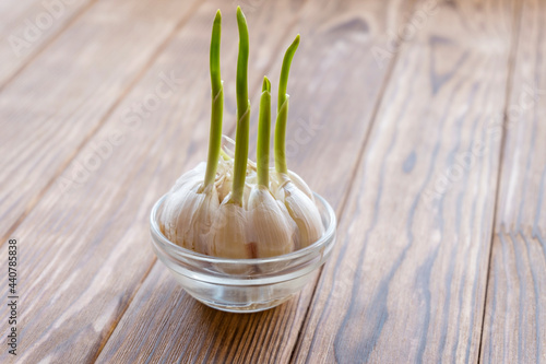 Sprouted garlic in a transparent bowl of water photo