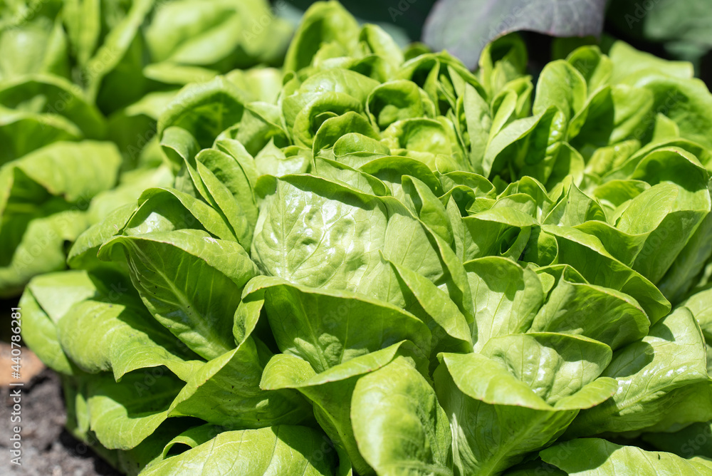 Bio Kopfsalat Bio Kopfsalat
