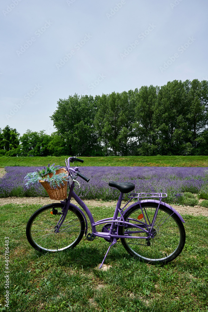 lavanda lavanda