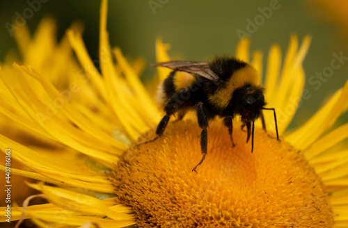 Honey Bee on a Yellow Flower 