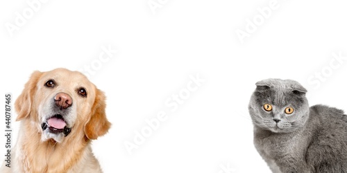 portrait of a cute cat and a dog looking at the camera in front of a background