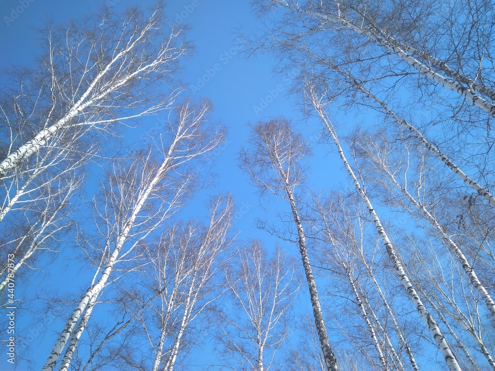 trees with branches in the spring in the blue sky in the forest trees with branches in the spring in the blue sky in the forest