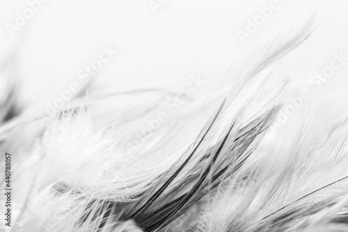 Feather fluffy black and white abstract background 