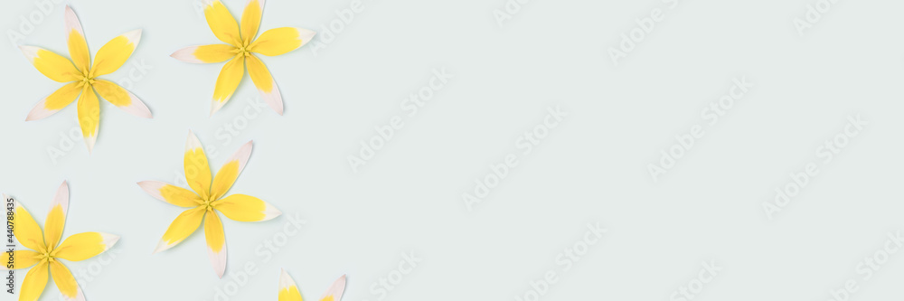 Obraz premium Banner with yellow wild tulip flowers on a blue background with copyspace.