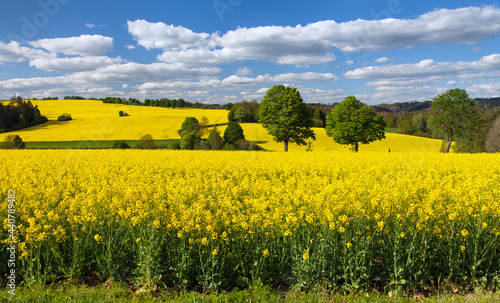 Rapeseed  canola or colza field in Latin Brassica Napus