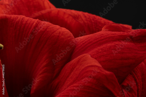 Macro Close Up Photo of a Red Flower 