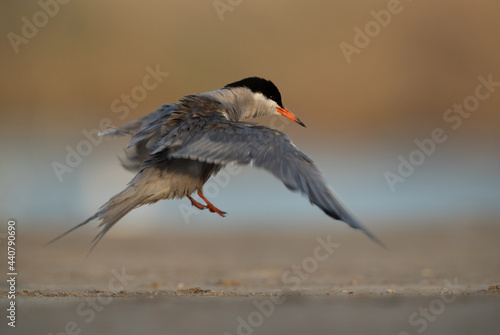 White-cheeked Tern shaking water out from its wings at Asker marsh, Bahrain