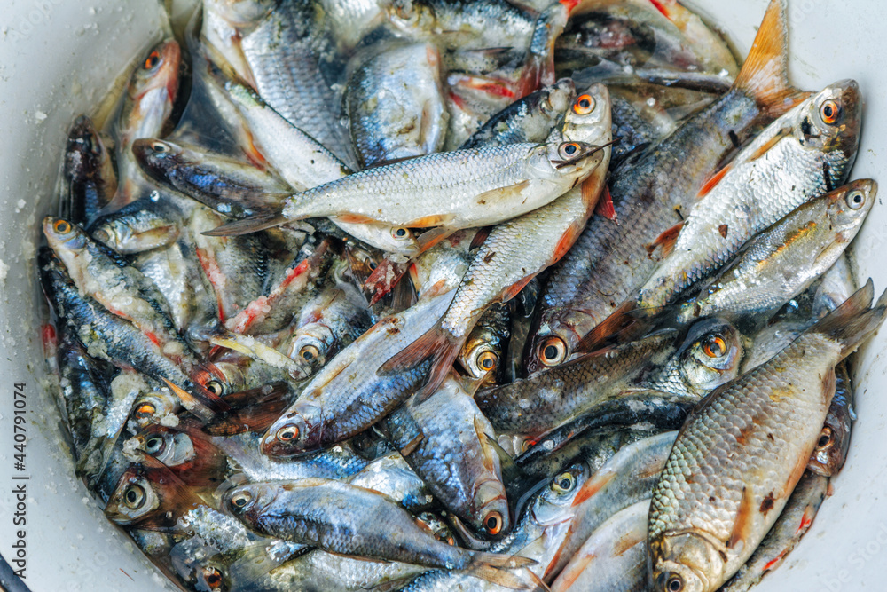 Obraz premium Just caught small crucians in a bucket. Fresh fish. Fishing.