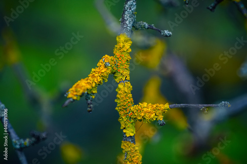 Close up Xanthoria parietina - common orange lichen, yellow scale, growing on a tree branch in a forest. 