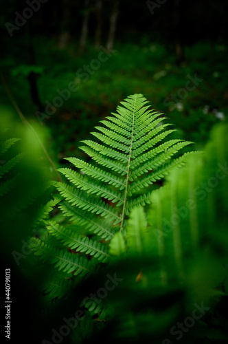 ferns in Sandwald, Linthal Glarus