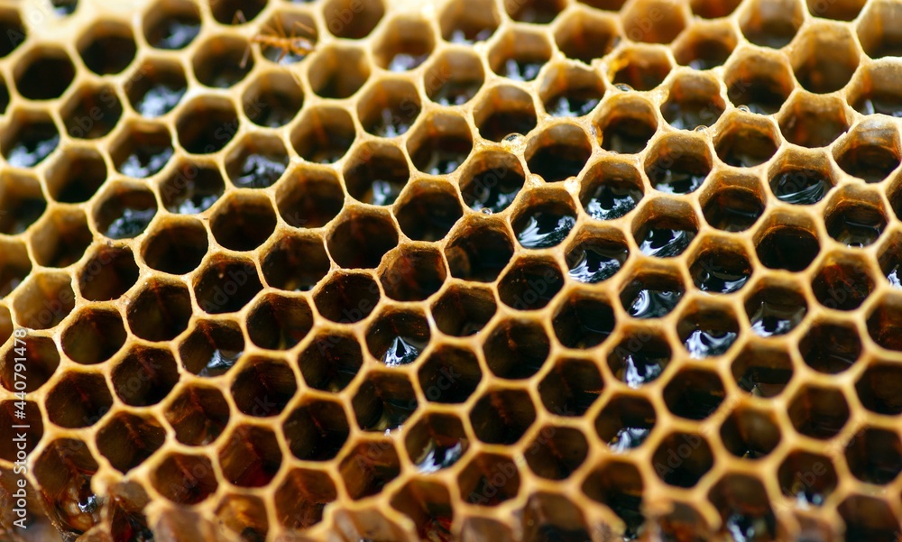 Honey bee nest from natural rain forest in Indonesia Honey bee nest from natural rain forest in Indonesia