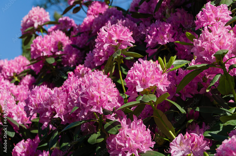 Rhododendron 'Roseum Elegans' (hybrid of catawbiense) with pink-lilac flowers blooms in Public Landscape City Park Rhododendron 'Roseum Elegans' (hybrid of catawbiense) with pink-lilac flowers blooms in Public Landscape City Park