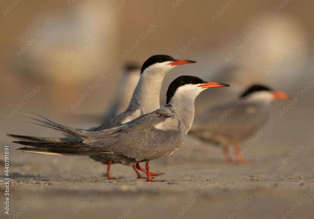 Eye level shot of White-cheeked Terns at Asker marsh, Bahrain Eye level shot of White-cheeked Terns at Asker marsh, Bahrain