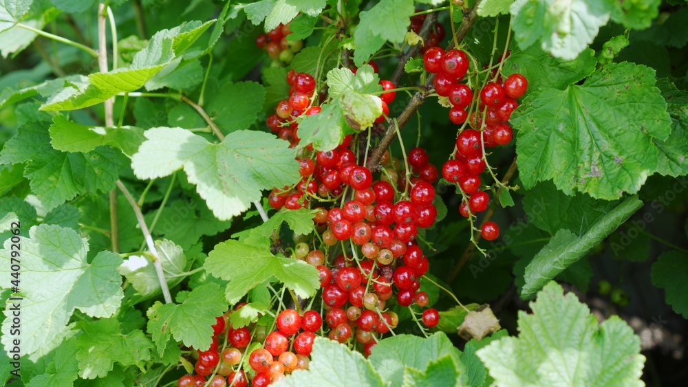 Red currants in ripe bunches hang on a bush with green leaves, illuminated by the rays of the sun. Red currants in ripe bunches hang on a bush with green leaves, illuminated by the rays of the sun.