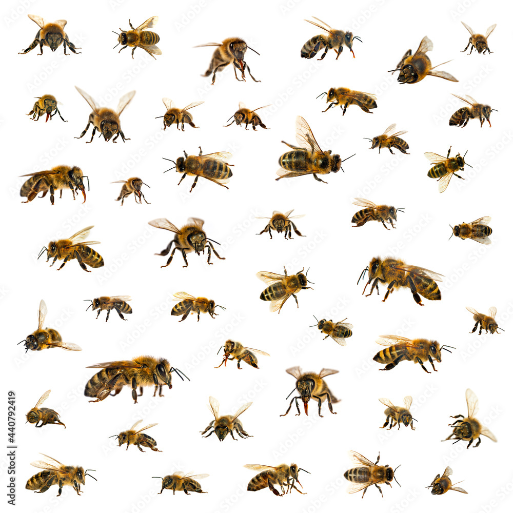 bee, Set of bees or honeybees in Latin Apis Mellifera, european or western honey bee isolated on the white background bee, Set of bees or honeybees in Latin Apis Mellifera, european or western honey bee isolated on the white background