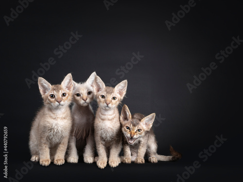 Fényképezés Row of 4 LaPerm longhair kittens, sitting beside each other