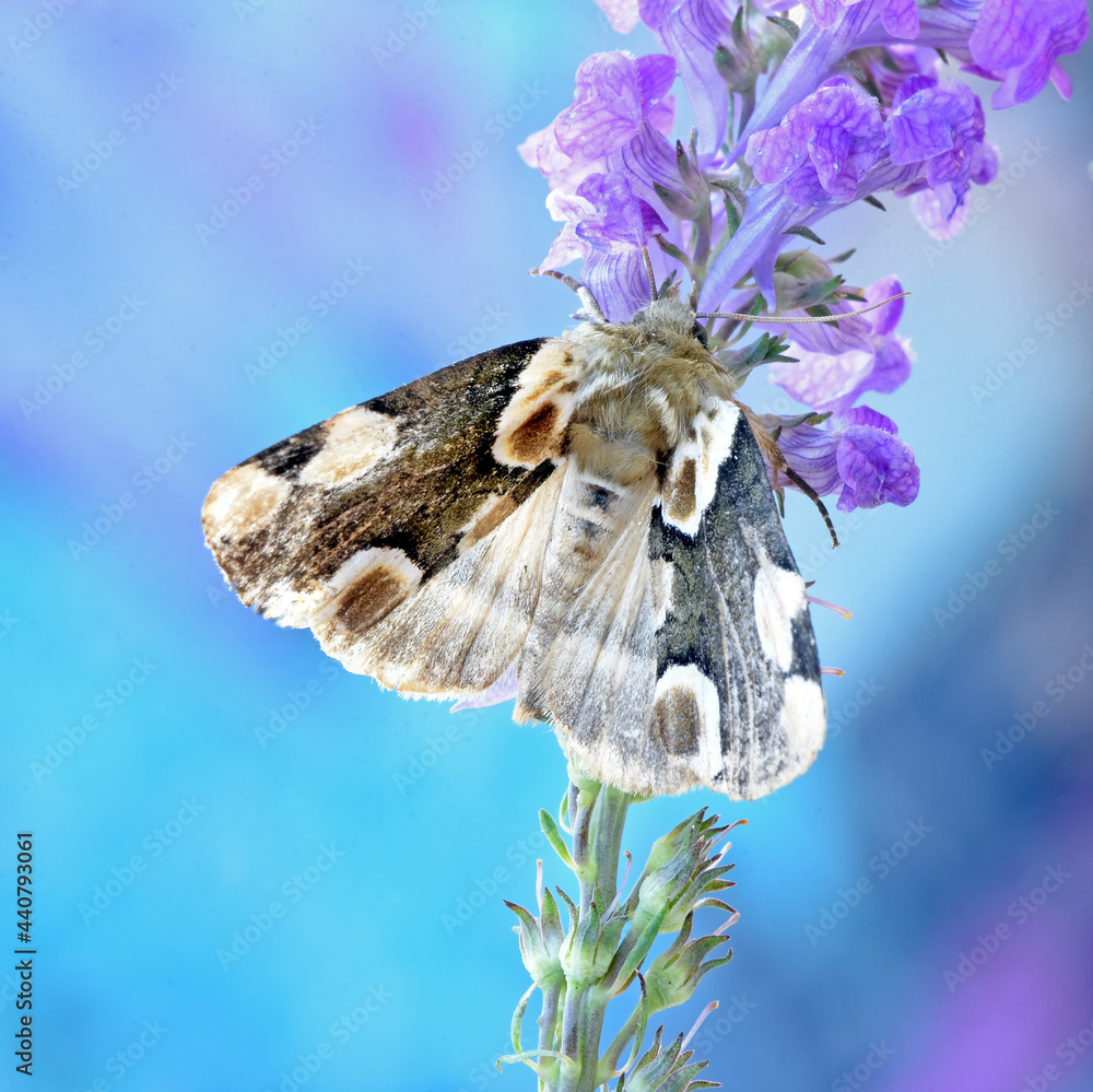 Roseneule (Thyatira batis)